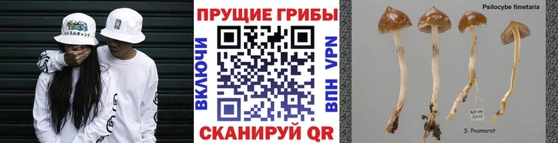 блэк спрут рабочий сайт  Белебей  Галлюциногенные грибы Psilocybe 